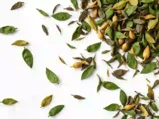 Fresh curry leaves — certified organic, from Tamil Nadu and Kerala